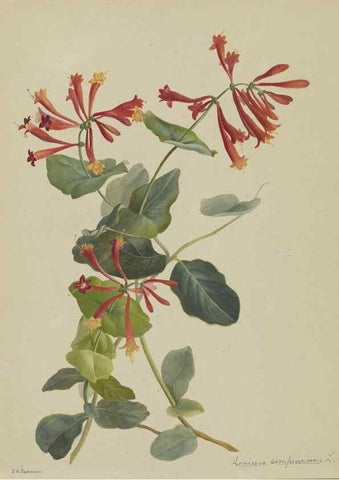 Reproducción/Reproduction 47965086293: Deborah Griscom Passmore watercolor album.. [ca. 1911]. 