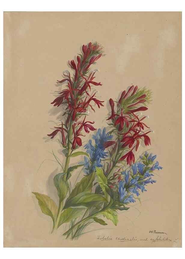 Reproducción/Reproduction 47965086708: Deborah Griscom Passmore watercolor album.. [ca. 1911]. 