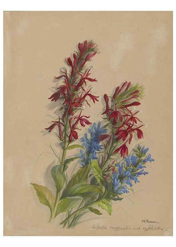 Reproducción/Reproduction 47965086708: Deborah Griscom Passmore watercolor album.. [ca. 1911]. 