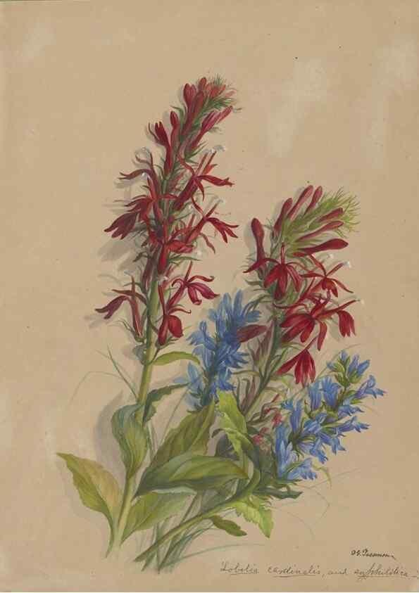 Reproducción/Reproduction 47965086708: Deborah Griscom Passmore watercolor album.. [ca. 1911]. 