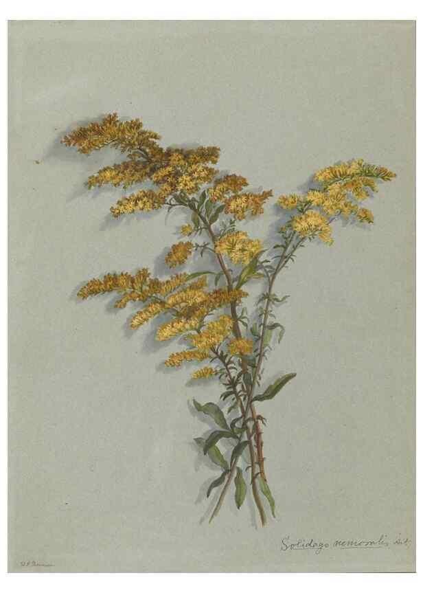 Reproducción/Reproduction 47965062787: Deborah Griscom Passmore watercolor album.. [ca. 1911]. 