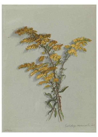 Reproducción/Reproduction 47965062787: Deborah Griscom Passmore watercolor album.. [ca. 1911]. 