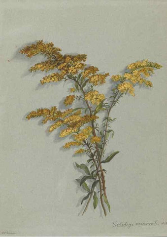 Reproducción/Reproduction 47965062787: Deborah Griscom Passmore watercolor album.. [ca. 1911]. 