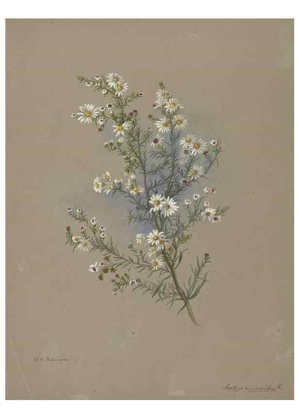 Reproducción/Reproduction 47965119666: Deborah Griscom Passmore watercolor album.. [ca. 1911]. 