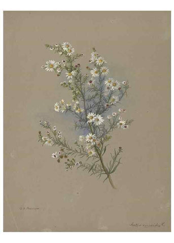 Reproducción/Reproduction 47965119666: Deborah Griscom Passmore watercolor album.. [ca. 1911]. 