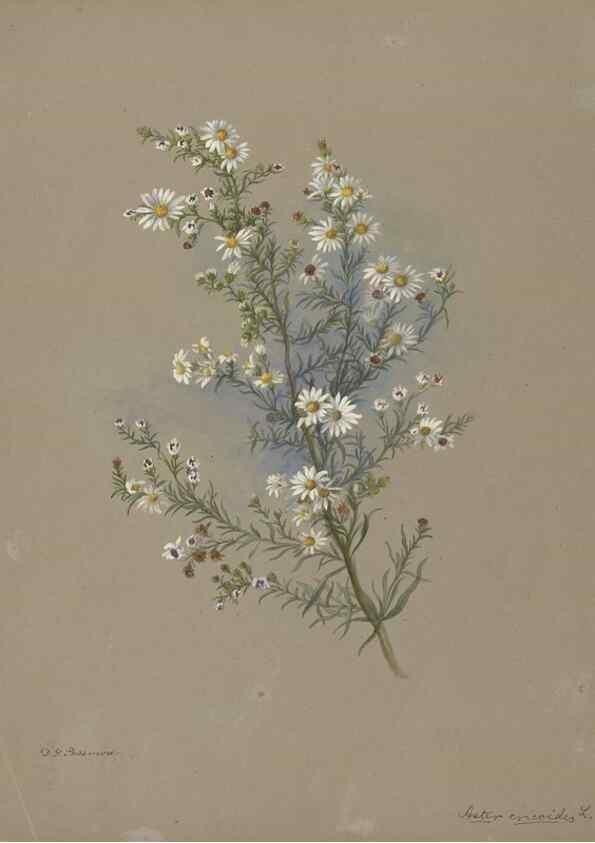 Reproducción/Reproduction 47965119666: Deborah Griscom Passmore watercolor album.. [ca. 1911]. 