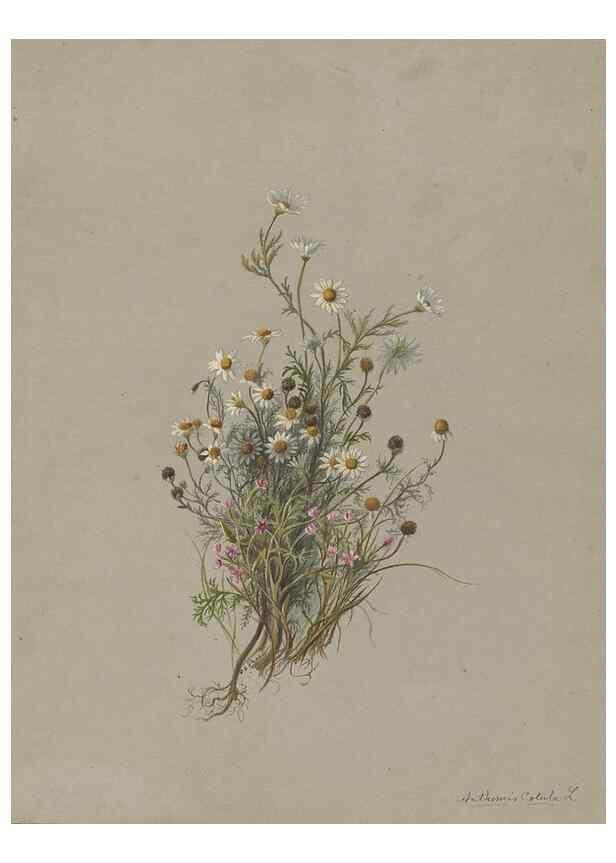 Reproducción/Reproduction 47965063572: Deborah Griscom Passmore watercolor album.. [ca. 1911]. 