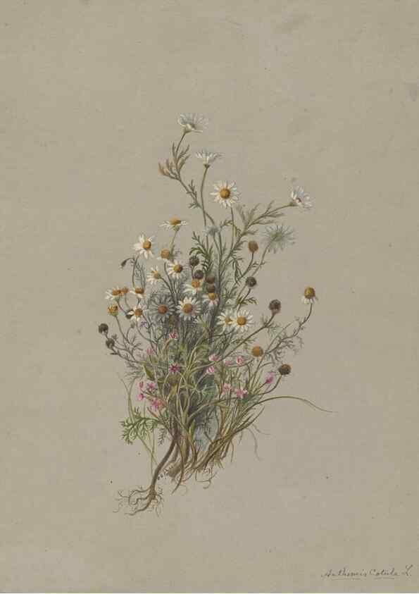 Reproducción/Reproduction 47965063572: Deborah Griscom Passmore watercolor album.. [ca. 1911]. 