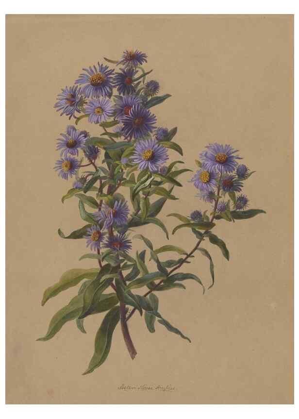 Reproducción/Reproduction 47965088318: Deborah Griscom Passmore watercolor album.. [ca. 1911]. 