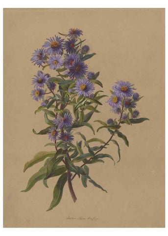 Reproducción/Reproduction 47965088318: Deborah Griscom Passmore watercolor album.. [ca. 1911]. 