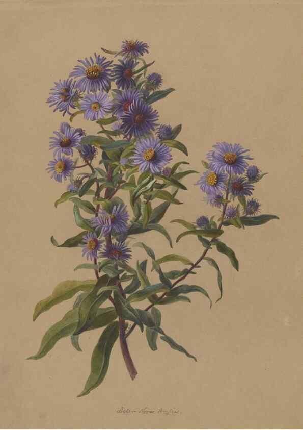 Reproducción/Reproduction 47965088318: Deborah Griscom Passmore watercolor album.. [ca. 1911]. 