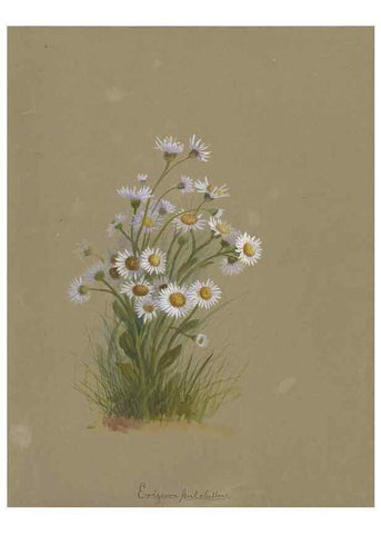 Reproducción/Reproduction 47965120631: Deborah Griscom Passmore watercolor album.. [ca. 1911]. 