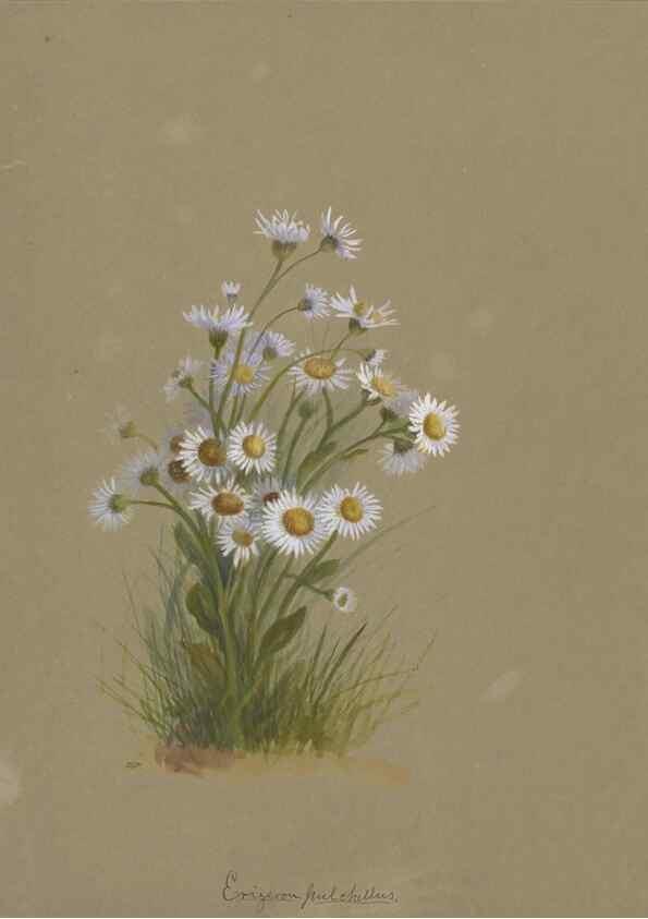 Reproducción/Reproduction 47965120631: Deborah Griscom Passmore watercolor album.. [ca. 1911]. 