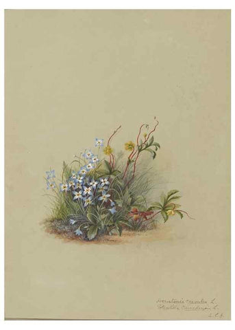 Reproducción/Reproduction 47965118036: Deborah Griscom Passmore watercolor album.. [ca. 1911]. 