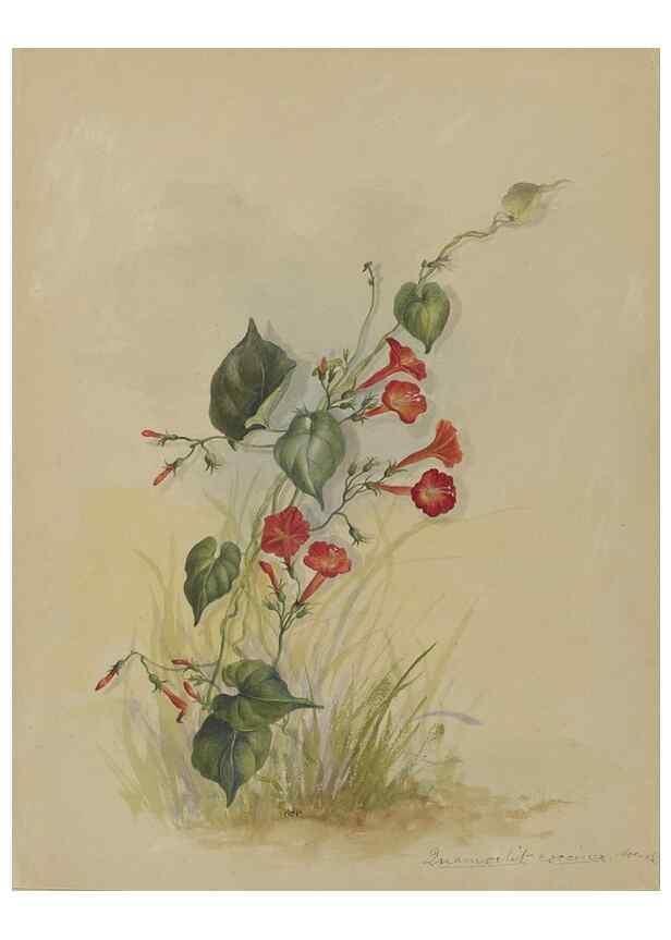 Reproducción/Reproduction 47965114731: Deborah Griscom Passmore watercolor album.. [ca. 1911]. 