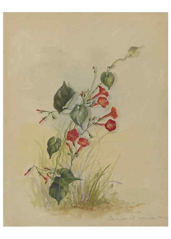 Reproducción/Reproduction 47965114731: Deborah Griscom Passmore watercolor album.. [ca. 1911]. 
