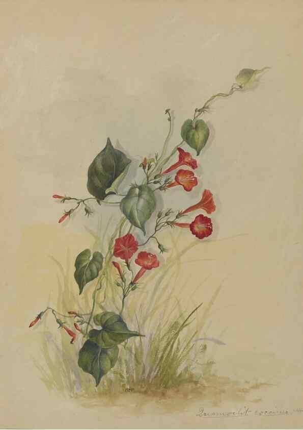 Reproducción/Reproduction 47965114731: Deborah Griscom Passmore watercolor album.. [ca. 1911]. 