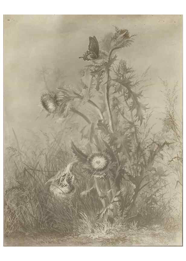 Reproducción/Reproduction 47965128301: Deborah Griscom Passmore watercolor album.. [ca. 1911]. 