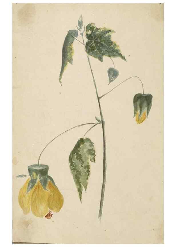Reproducción/Reproduction 47965097643: Deborah Griscom Passmore watercolor album.. [ca. 1911]. 