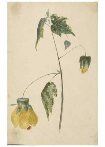 Reproducción/Reproduction 47965097643: Deborah Griscom Passmore watercolor album.. [ca. 1911]. 
