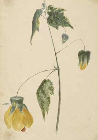 Reproducción/Reproduction 47965097643: Deborah Griscom Passmore watercolor album.. [ca. 1911]. 
