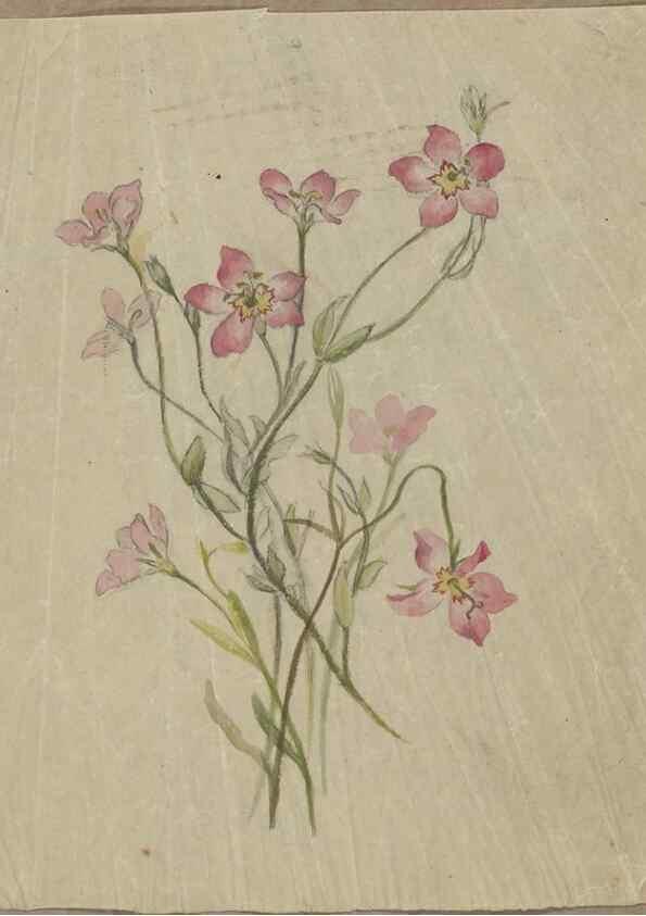 Reproducción/Reproduction 47965098478: Deborah Griscom Passmore watercolor album.. [ca. 1911]. 