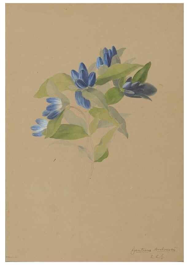 Reproducción/Reproduction 47965130741: Deborah Griscom Passmore watercolor album.. [ca. 1911]. 