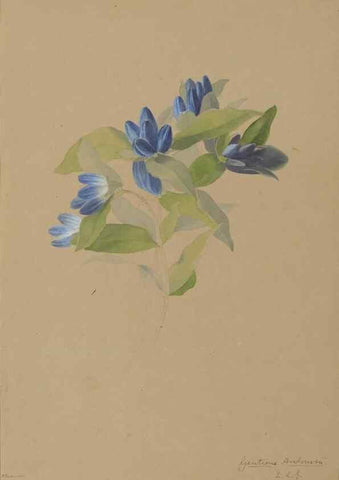 Reproducción/Reproduction 47965130741: Deborah Griscom Passmore watercolor album.. [ca. 1911]. 