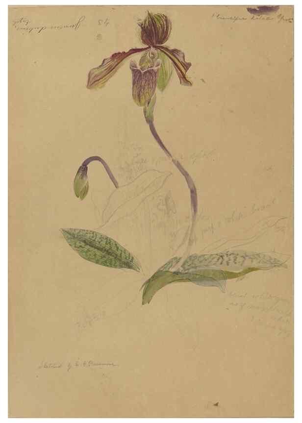 Reproducción/Reproduction 47965099618: Deborah Griscom Passmore watercolor album.. [ca. 1911]. 