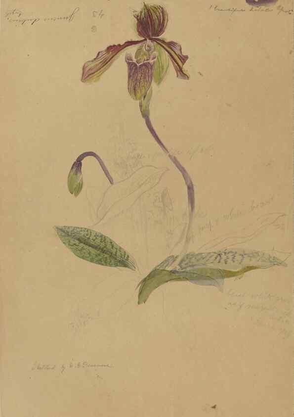Reproducción/Reproduction 47965099618: Deborah Griscom Passmore watercolor album.. [ca. 1911]. 
