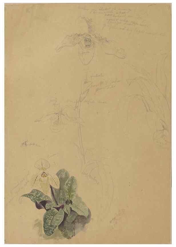 Reproducción/Reproduction 47965075177: Deborah Griscom Passmore watercolor album.. [ca. 1911]. 