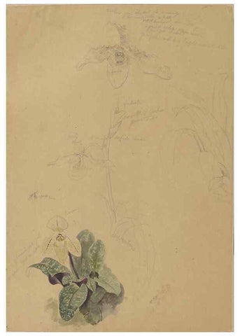 Reproducción/Reproduction 47965075177: Deborah Griscom Passmore watercolor album.. [ca. 1911]. 