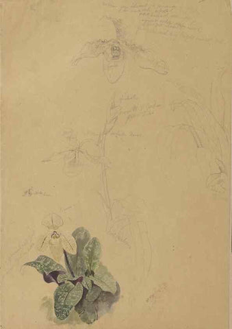 Reproducción/Reproduction 47965075177: Deborah Griscom Passmore watercolor album.. [ca. 1911]. 