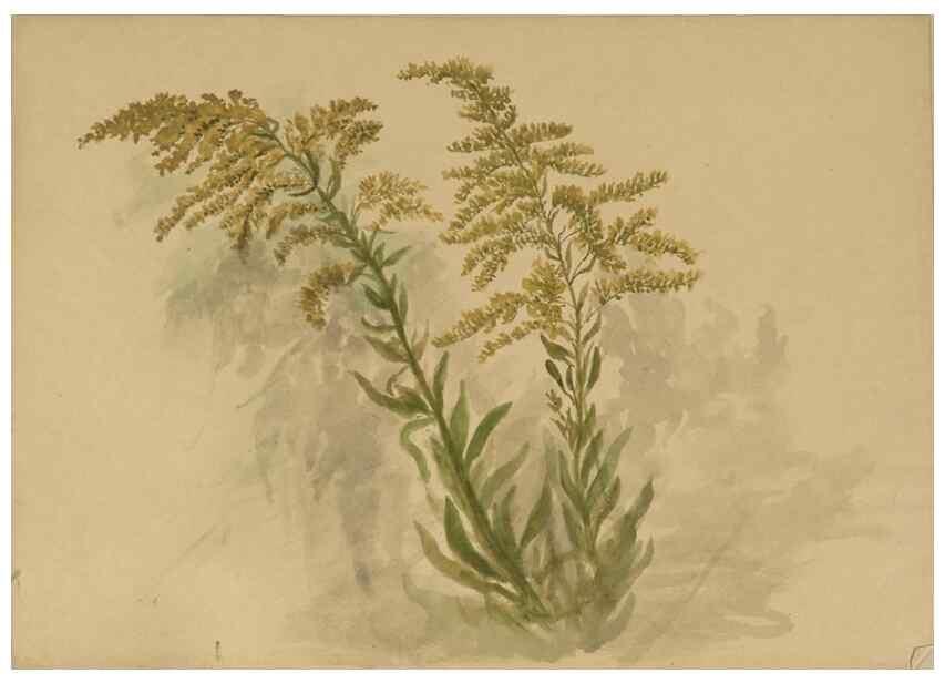 Reproducción/Reproduction 47965100883: Deborah Griscom Passmore watercolor album.. [ca. 1911]. 
