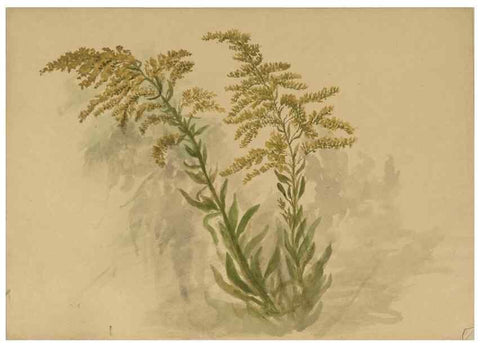 Reproducción/Reproduction 47965100883: Deborah Griscom Passmore watercolor album.. [ca. 1911]. 