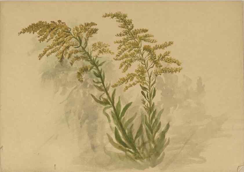 Reproducción/Reproduction 47965100883: Deborah Griscom Passmore watercolor album.. [ca. 1911]. 