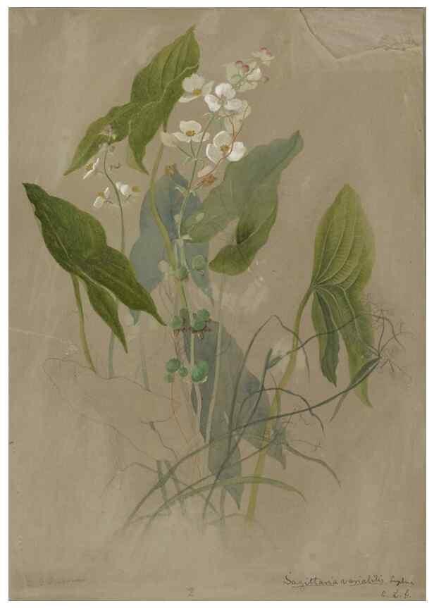 Reproducción/Reproduction 47965102523: Deborah Griscom Passmore watercolor album.. [ca. 1911]. 