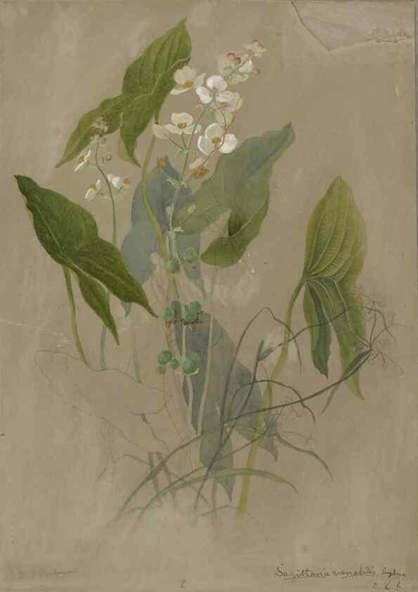Reproducción/Reproduction 47965102523: Deborah Griscom Passmore watercolor album.. [ca. 1911]. 