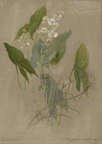 Reproducción/Reproduction 47965102523: Deborah Griscom Passmore watercolor album.. [ca. 1911]. 