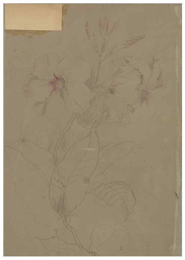 Reproducción/Reproduction 47965077882: Deborah Griscom Passmore watercolor album.. [ca. 1911]. 