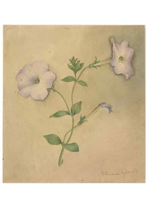 Reproducción/Reproduction 47965134711: Deborah Griscom Passmore watercolor album.. [ca. 1911]. 
