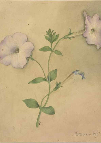 Reproducción/Reproduction 47965134711: Deborah Griscom Passmore watercolor album.. [ca. 1911]. 