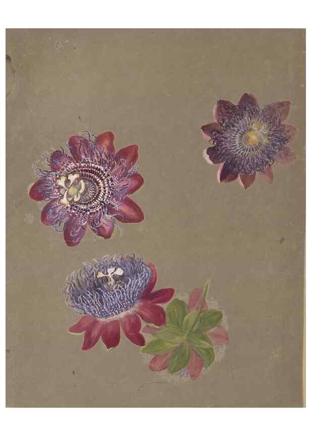 Reproducción/Reproduction 47965132961: Deborah Griscom Passmore watercolor album.. [ca. 1911]. 