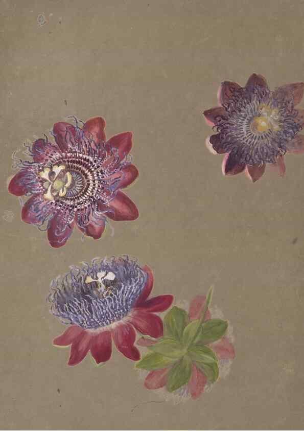 Reproducción/Reproduction 47965132961: Deborah Griscom Passmore watercolor album.. [ca. 1911]. 