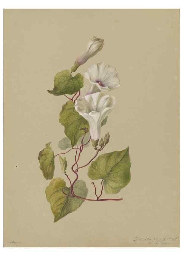 Reproducción/Reproduction 47965114276: Deborah Griscom Passmore watercolor album.. [ca. 1911]. 