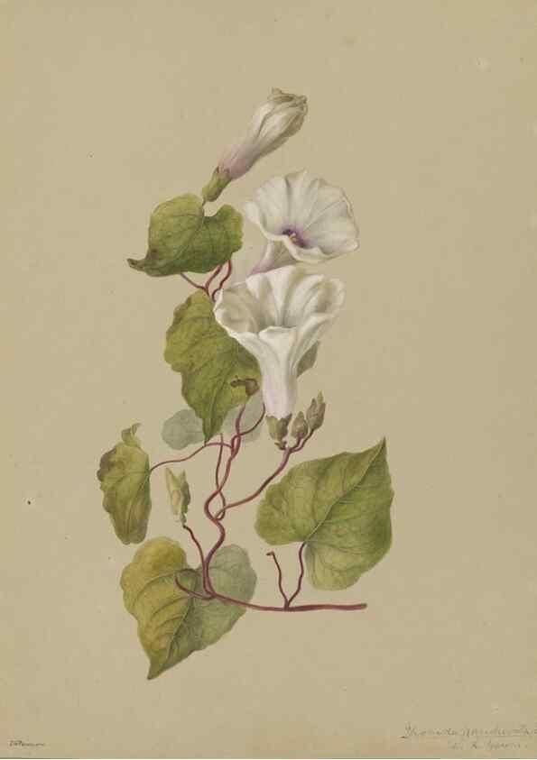 Reproducción/Reproduction 47965114276: Deborah Griscom Passmore watercolor album.. [ca. 1911]. 