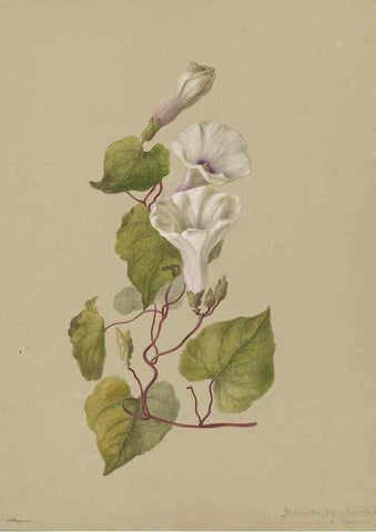 Reproducción/Reproduction 47965114276: Deborah Griscom Passmore watercolor album.. [ca. 1911]. 