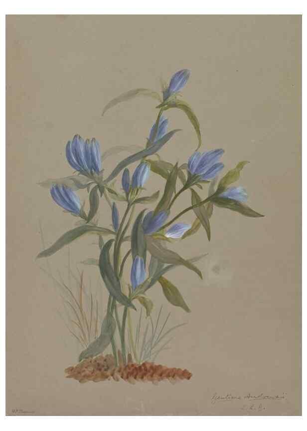 Reproducción/Reproduction 47965113586: Deborah Griscom Passmore watercolor album.. [ca. 1911]. 