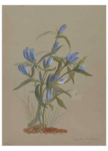 Reproducción/Reproduction 47965113586: Deborah Griscom Passmore watercolor album.. [ca. 1911]. 