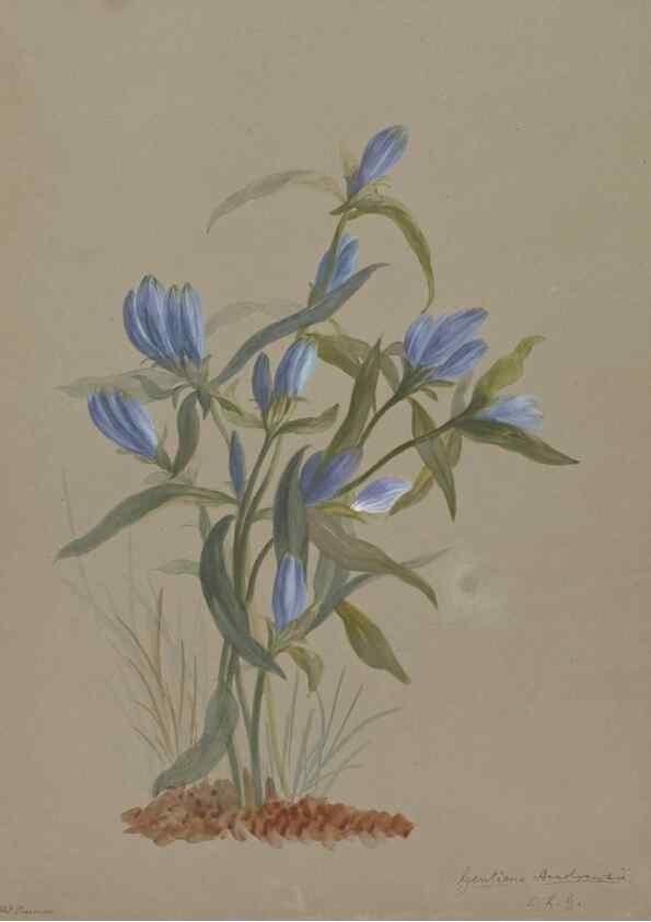 Reproducción/Reproduction 47965113586: Deborah Griscom Passmore watercolor album.. [ca. 1911]. 